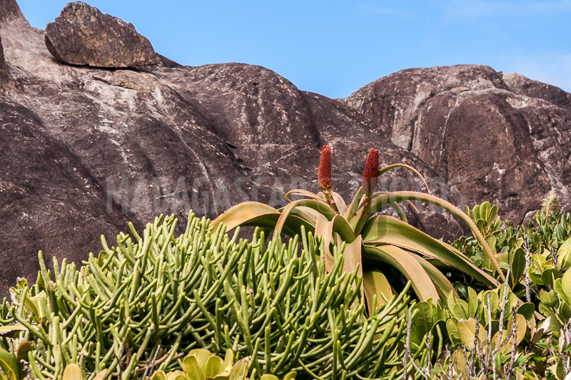 Aloe vera of Madagascar
