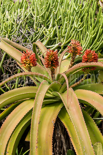 Aloe vera of Madagascar