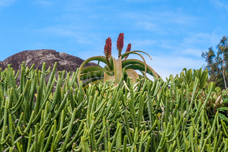 Aloe vera of Madagascar