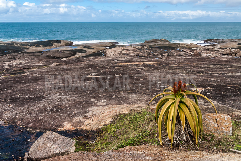 Aloe vera of Madagascar