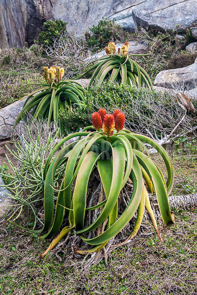 Aloe vera of Madagascar
