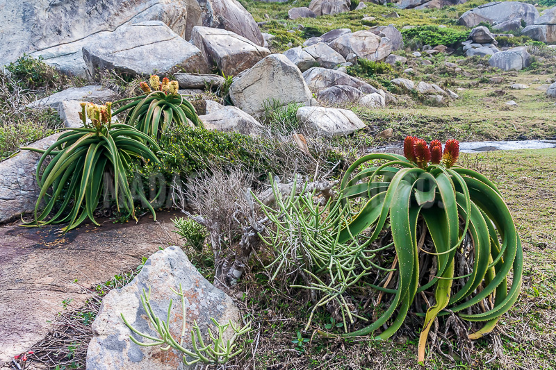 Aloe vera of Madagascar