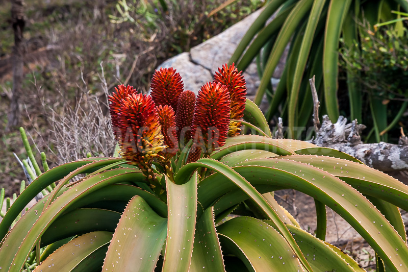 Aloe vera of Madagascar