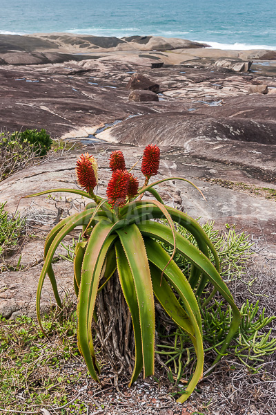 Aloe vera of Madagascar