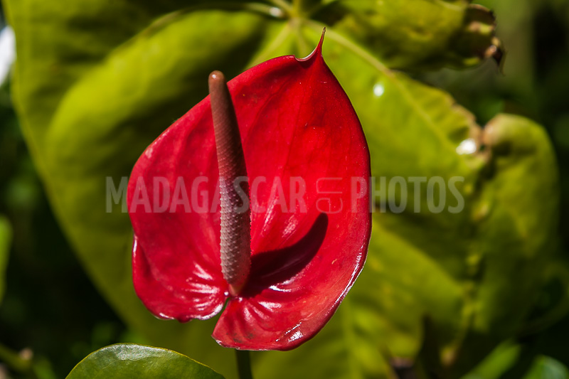 red anthurium, tropical flower of Madagascar