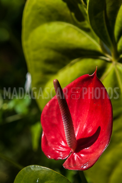 red anthurium, tropical flower of Madagascar