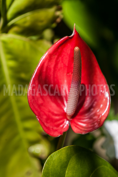 red anthurium, tropical flower of Madagascar