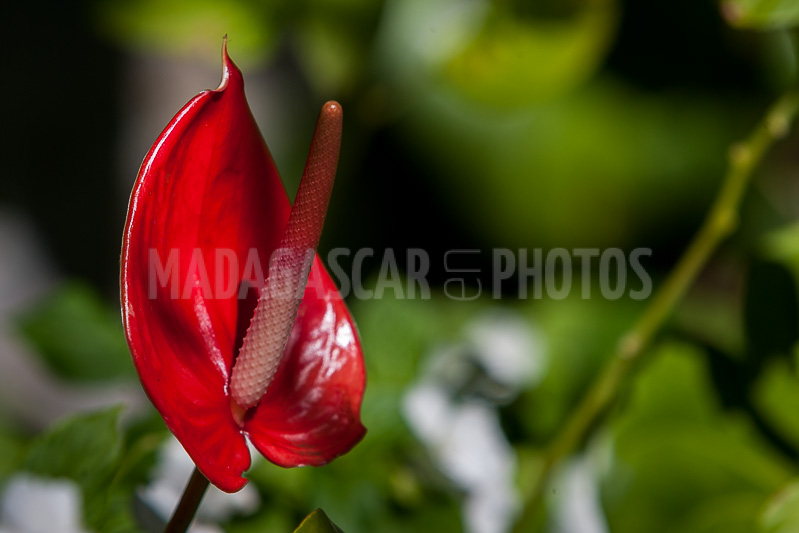 red anthurium, tropical flower of Madagascar