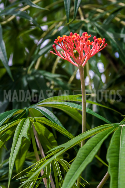 Coral tree (Jatropha multifida) of Madagascar