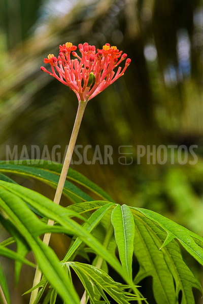 Coral tree (Jatropha multifida) of Madagascar