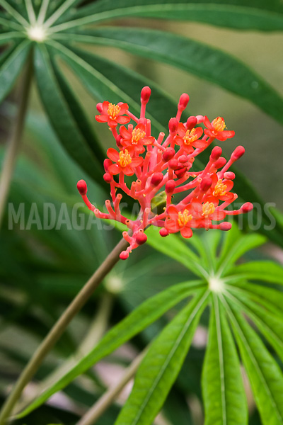 Coral tree (Jatropha multifida) of Madagascar