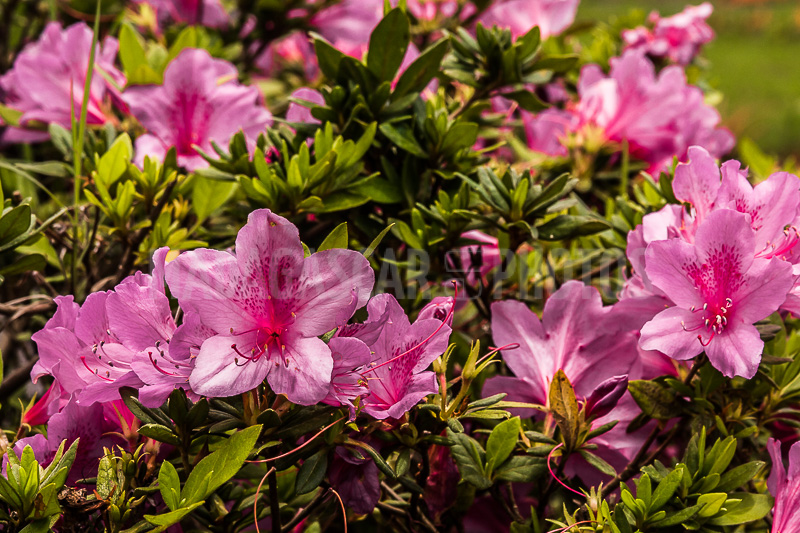 Pink azalea (Rhododendron ponticum) of Madagascar