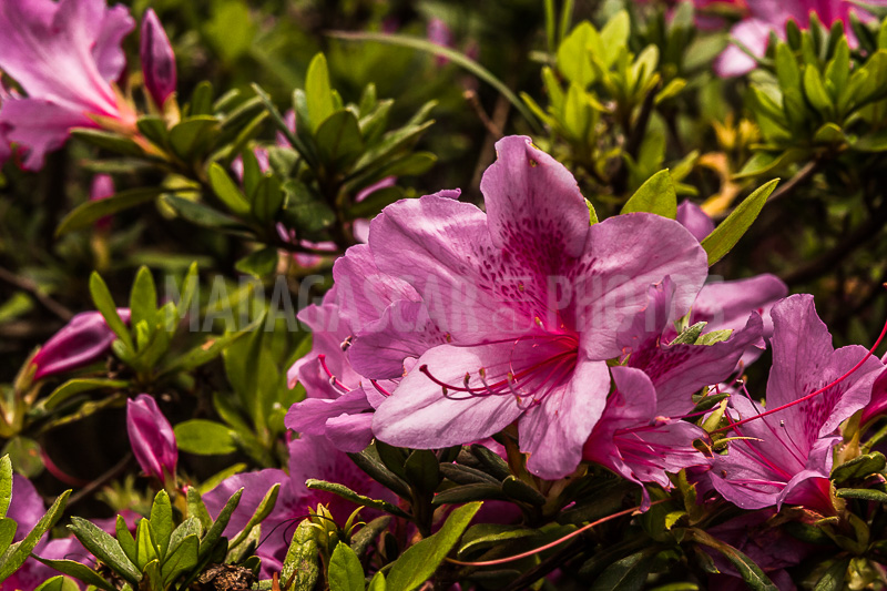 Pink azalea (Rhododendron ponticum) of Madagascar