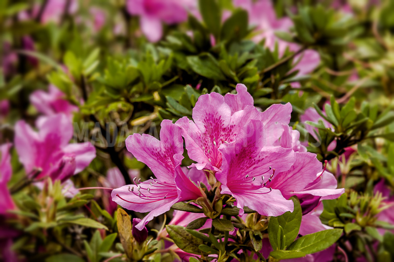 Pink azalea (Rhododendron ponticum) of Madagascar