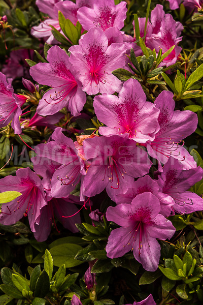 Pink azalea (Rhododendron ponticum) of Madagascar