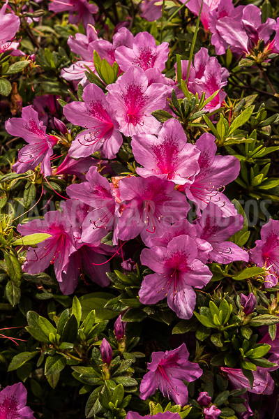 Pink azalea (Rhododendron ponticum) of Madagascar