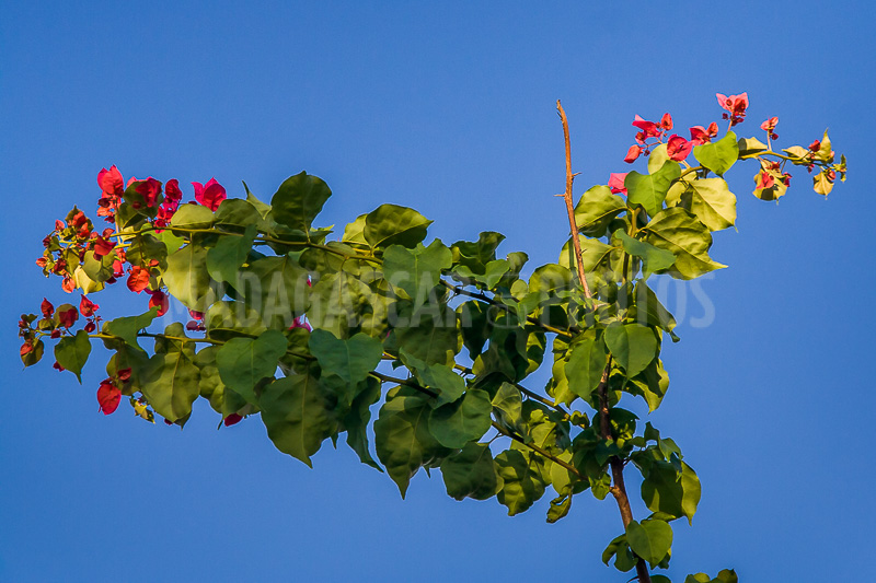 Bougainvillea red of Madagascar
