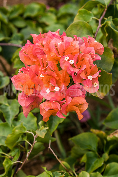 Bougainvillea orange of Madagascar