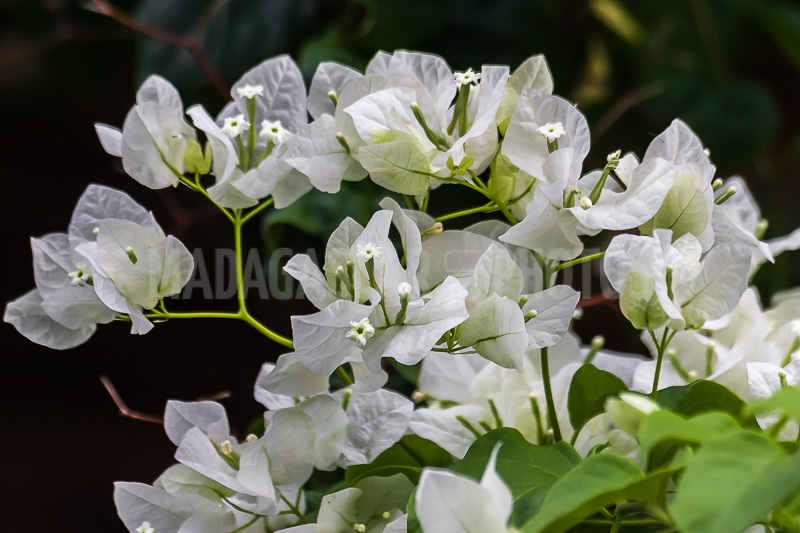 Bougainvillea white of Madagascar