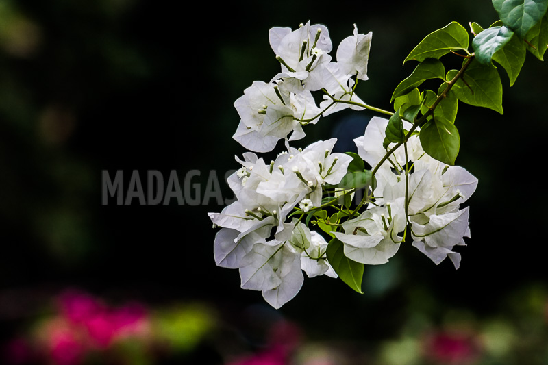 Bougainvillea white of Madagascar