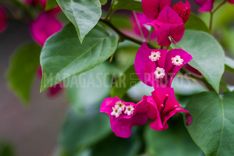 Bougainvillea pink of Madagascar