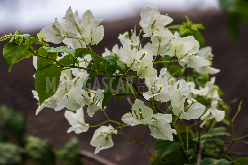 Bougainvillea white of Madagascar