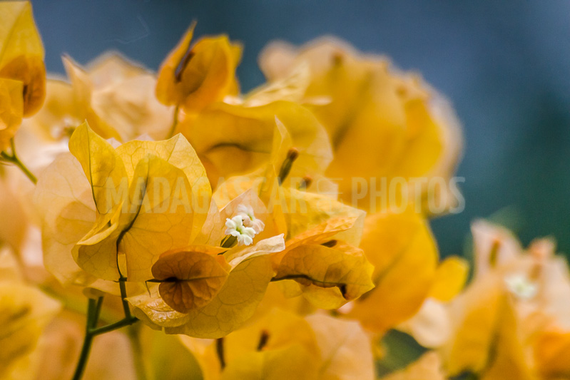 Bougainvillea yellow of Madagascar