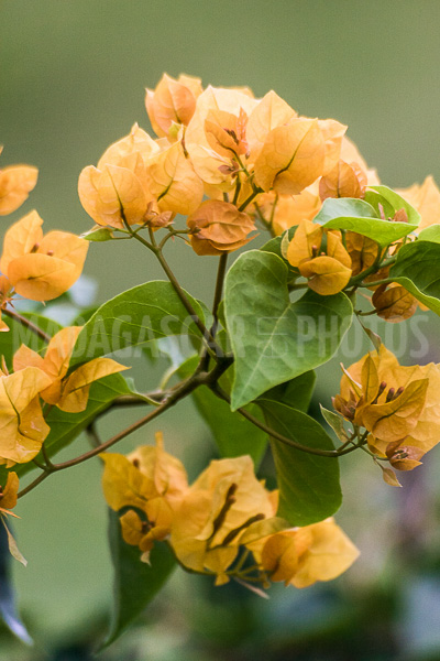 Bougainvillea yellow of Madagascar