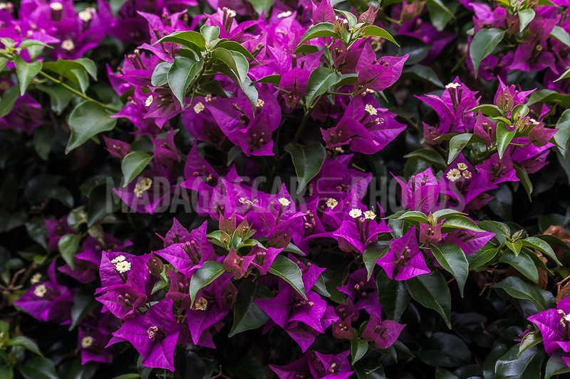 Bougainvillea purple of Madagascar