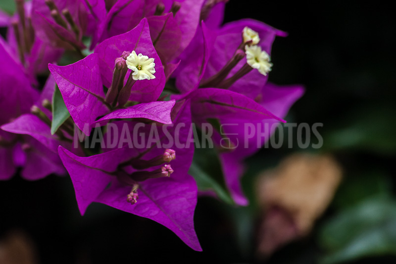 Bougainvillea purple of Madagascar