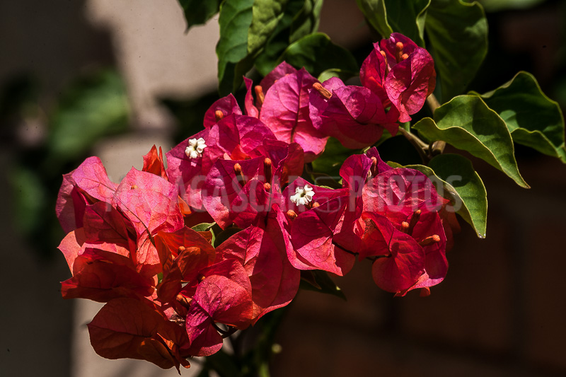Bougainvillea red of Madagascar