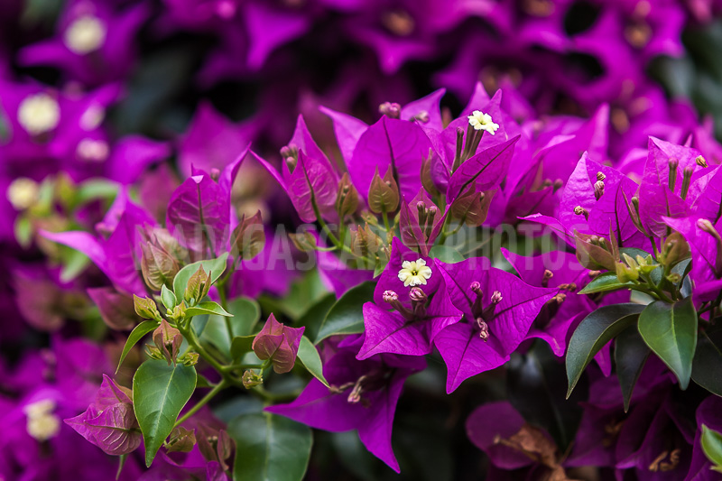 Bougainvillea purple of Madagascar