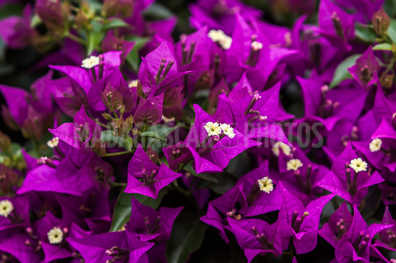 Bougainvillea purple of Madagascar