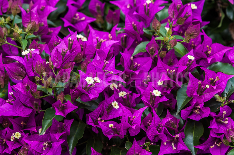 Bougainvillea purple of Madagascar