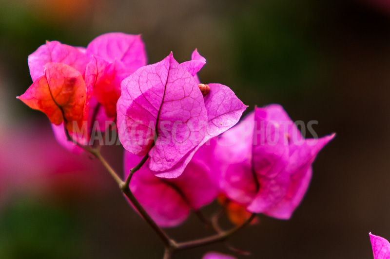 Bougainvillea pink of Madagascar