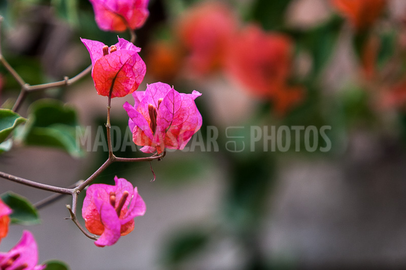 Bougainvillea pink of Madagascar