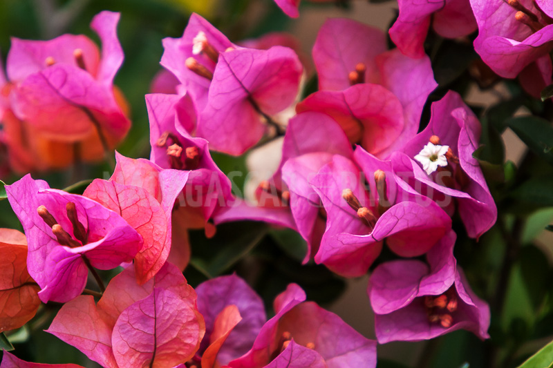 Bougainvillea pink of Madagascar