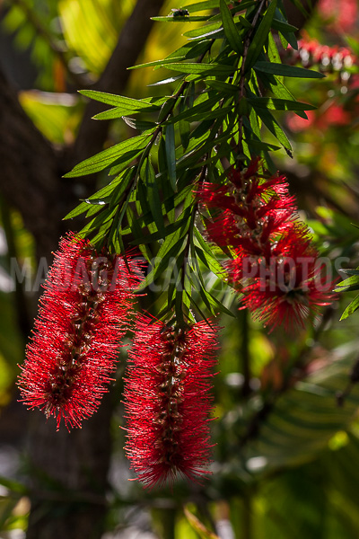 Callistemon, tropical flower of Madagascar