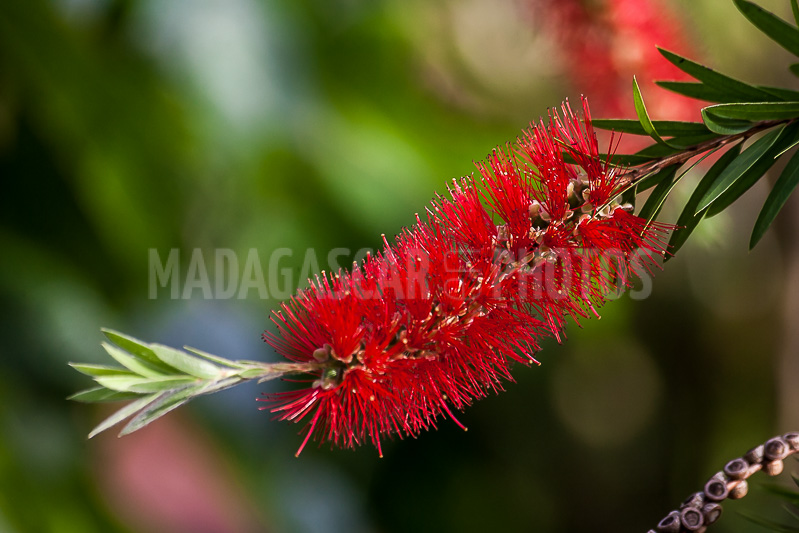Callistemon, tropical flower of Madagascar