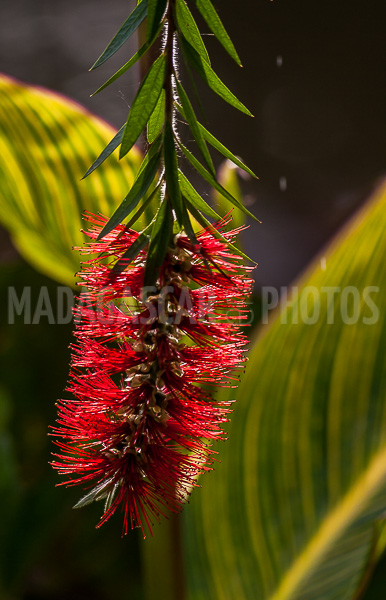Callistemon, tropical flower of Madagascar