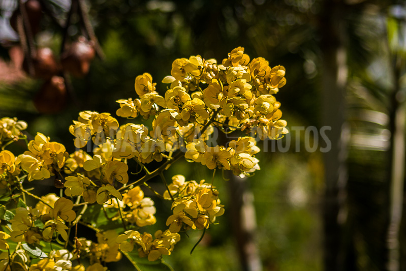 Cassia of Madagascar