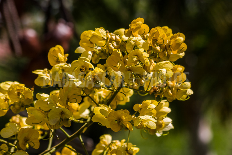 Cassia of Madagascar