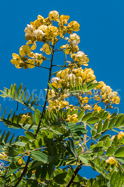 Cassia of Madagascar