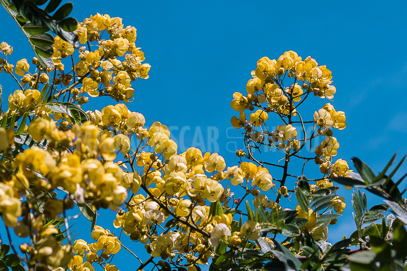 Cassia of Madagascar