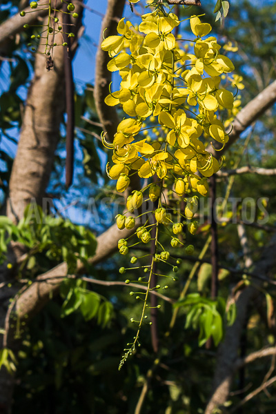 Cassia of Madagascar