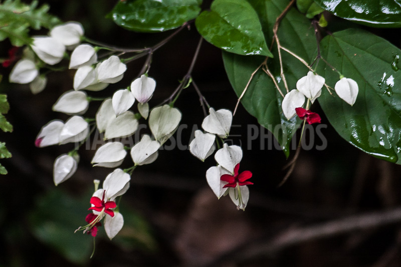 Clerodendron of Madagascar