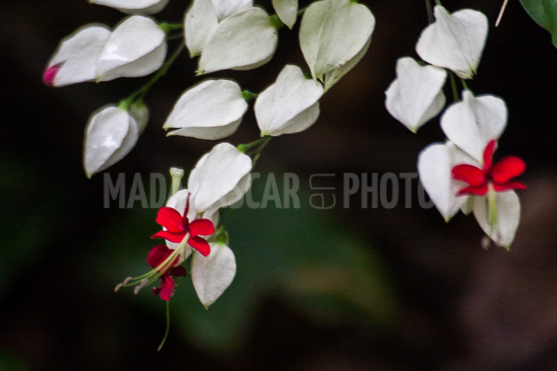 Clerodendron of Madagascar