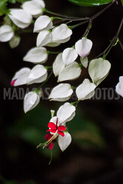Clerodendron of Madagascar