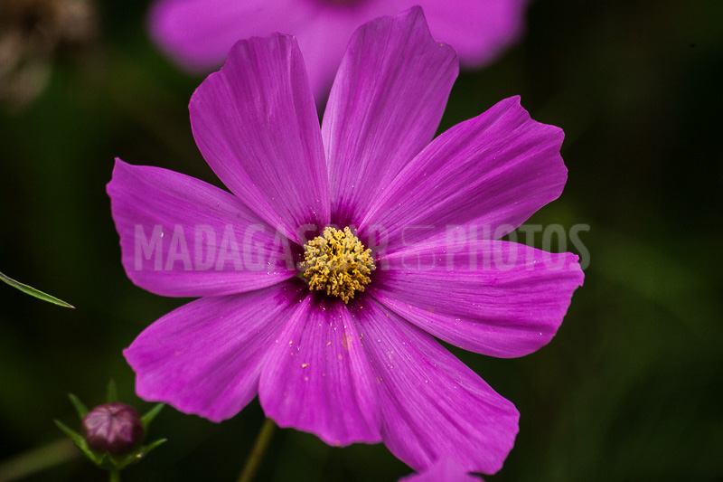 Cosmos, tropical flower of Madagascar