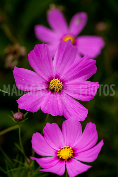 Cosmos, tropical flower of Madagascar